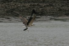 16 White-bellied Fish Eagle.jpg