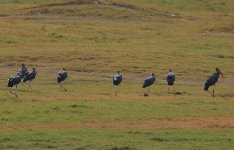 18 Flock-Lesser Adjutants.jpg