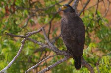 20 Crested Serpent Eagle.jpg