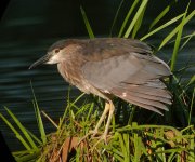 bc night heron imm P6000 swzm DSCN9953.jpg