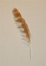 Feathers 005 (Medium).jpg