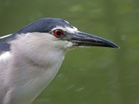 bc night heron P6000 swzoom25x 38mm nw DSCN9825.jpg