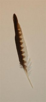 Feathers 006 (Medium).jpg