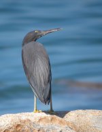 reef egret P6000 swzm 30x 38mm DSCN9960.jpg