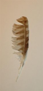 Feathers 007 (Medium).jpg