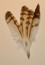 Feathers 012 (Medium).jpg