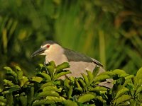 bc night heron P6000 swzm50x nw DSCN0325.jpg