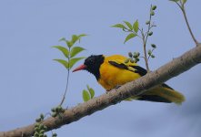 21 Black-hooded Oriole.jpg