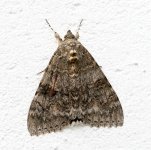 Big-moth.jpg