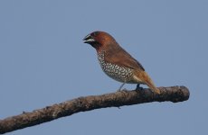 24 Scaly-breasted Munia.jpg