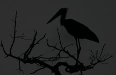 25 Lesser Adjutant Stork at sunset.jpg