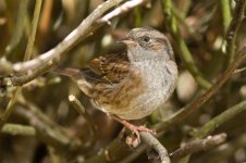 dunnock-1.jpg