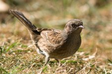 dunnock-2.jpg