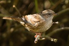 dunnock-3.jpg