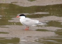 a Tern Kalloni East River May 2009.jpg