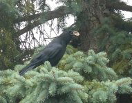 American crow.jpg