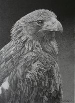 golden eagle 001.jpg