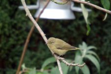 web-220-chiff.jpg