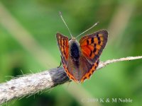 small copper exIMG_1179 (800).jpg