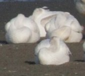 white pelican group.jpg