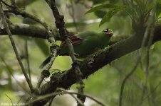 greenMagpie.jpg