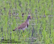 Grey Headed Lapwing.jpg