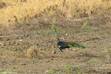 greenPeafowl.jpg