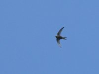 L1310597_Common Swift.jpg