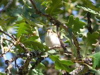 L1310764_Bonelli's Warbler.jpg