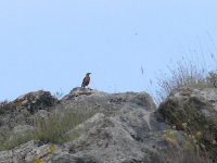 L1310941_Rock-Thrush.jpg