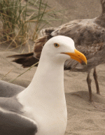 gull-2401.gif