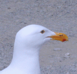 herring-gull_head-9142.gif