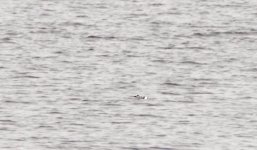 BlackGuillemot.jpg