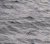 CommonGuillemotsandRazorbill.jpg