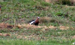 Red Breasted Goose (R).jpg