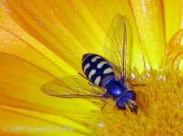 hoverfly exIMG_0964 (800).jpg