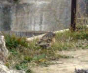 Alpine accentor2 20071231 346.jpg