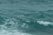 Whitetailed-Tropicbird1 (Large).jpg