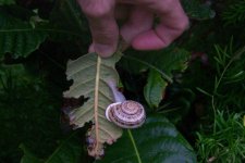 land snail (Large).jpg