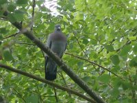 L1290105_Stock Dove.jpg