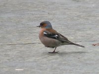 L1290124_Chaffinch.jpg