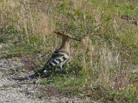 L1300242_Hoopoe.jpg