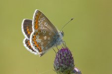 brown-argus-aug-8-2009-3.jpg