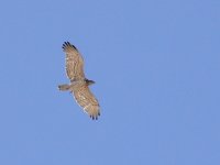 L1300310_Short-toed Eagle.jpg