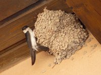 L1300362_House Martin.jpg