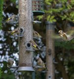 IMG_0940_Goldfinches_Cropped_Web.jpg