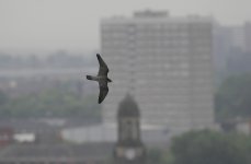 Peregrine Manchester  30th May 07 A.Dancy ( C.Right) 193.jpg