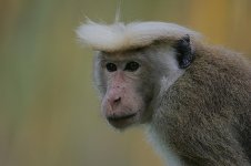 Toque Macaque -Highland Race.jpg