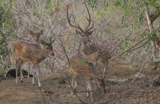 Spotted Deer.jpg