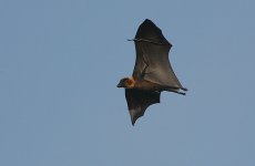 Indian Flying Fox.jpg